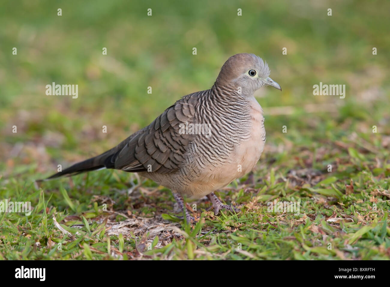 Zebra Dove (Geopelia striata Stock Photo Alamy