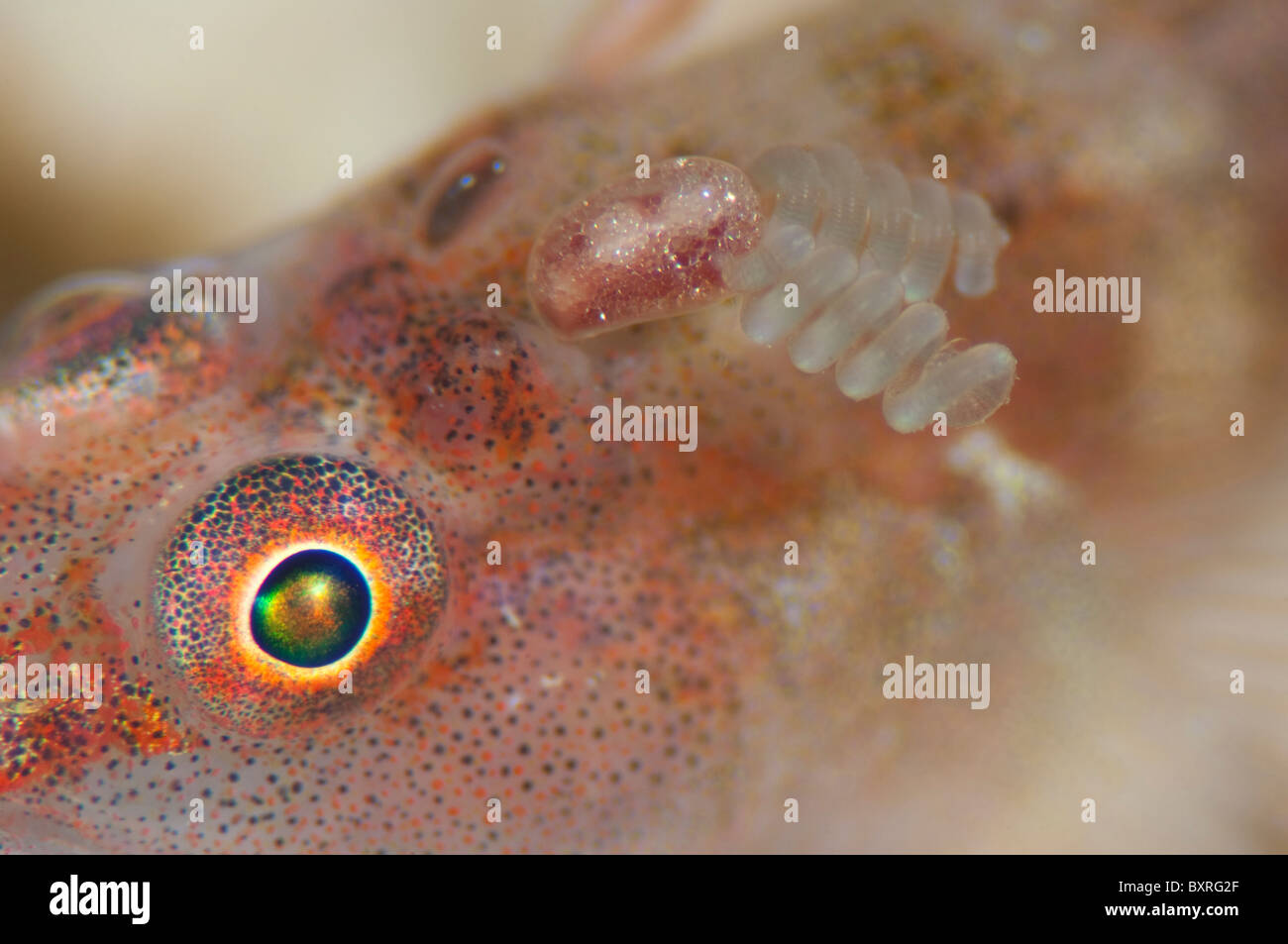 Wolfsnout Goby, Luposicya lupus, with Copepod attached, spiralling egg ducts of Copepod visible, Lankayan, Sabah, Malaysia. Stock Photo
