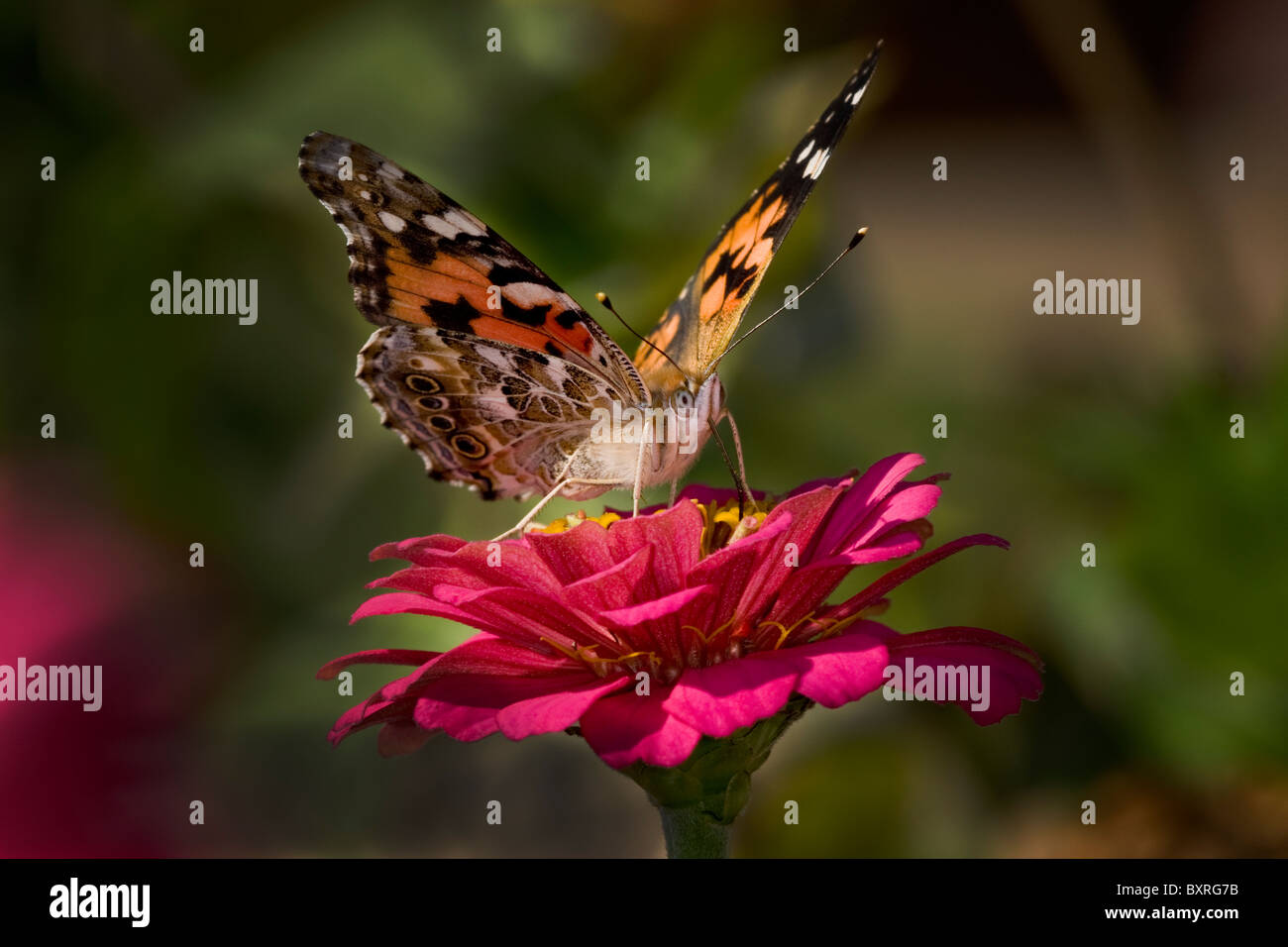 Painted Lady butterfly on pink Zinnia flower Stock Photo