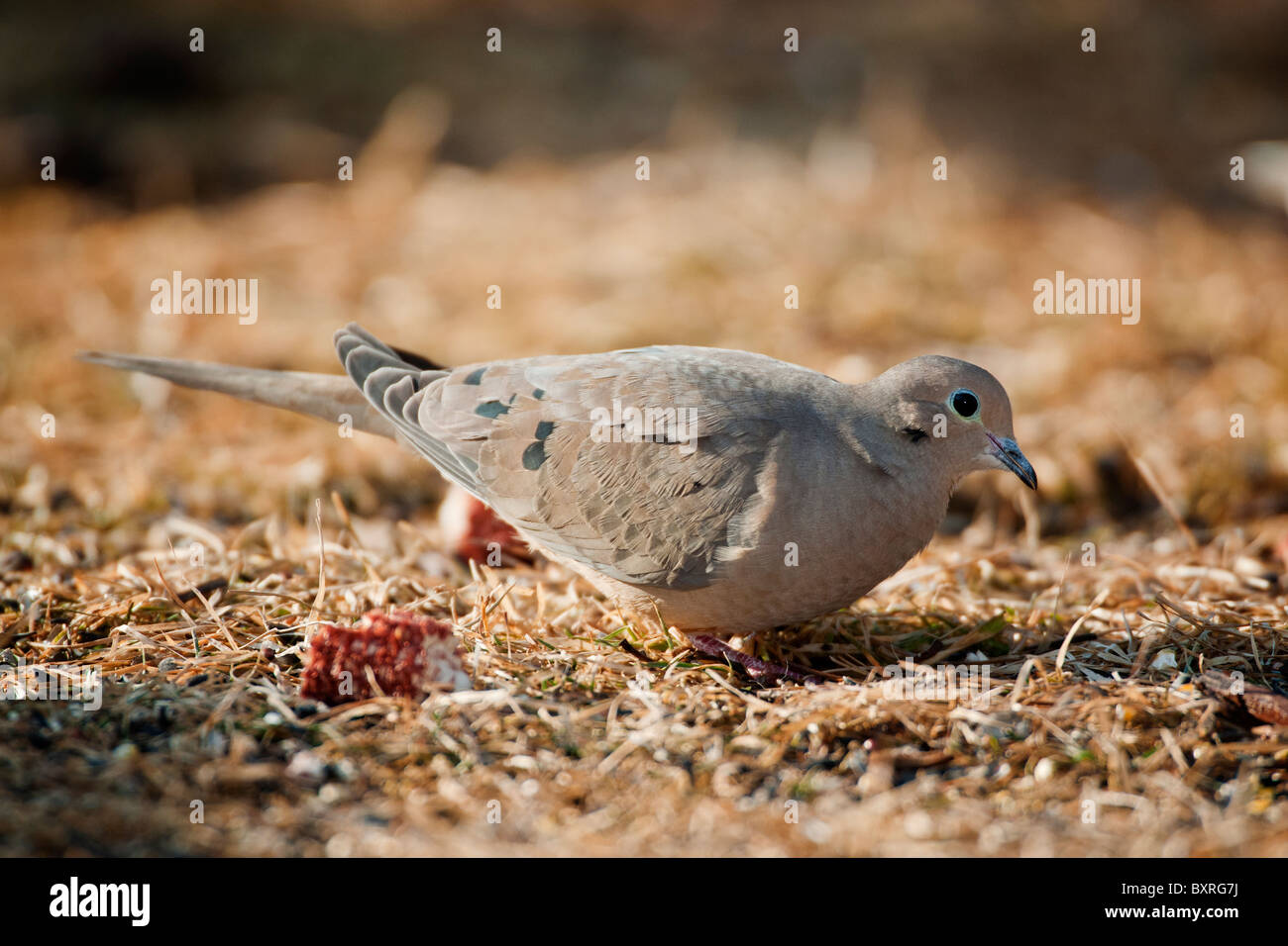 Mourning Dove foraging for seeds on ground Stock Photo Alamy