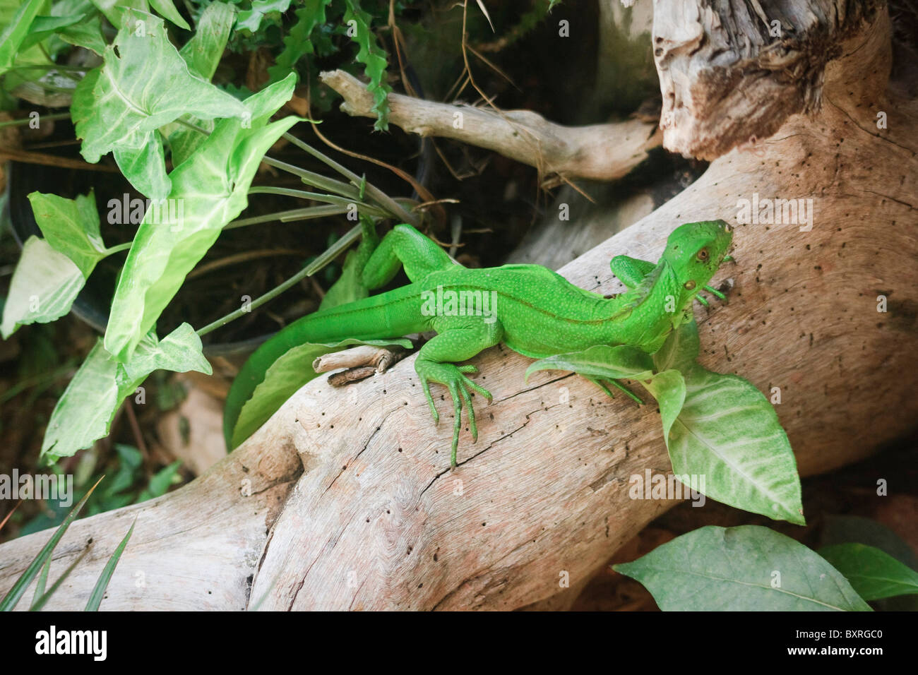 Green iguana on a guava tree, Trinidad Stock Photo