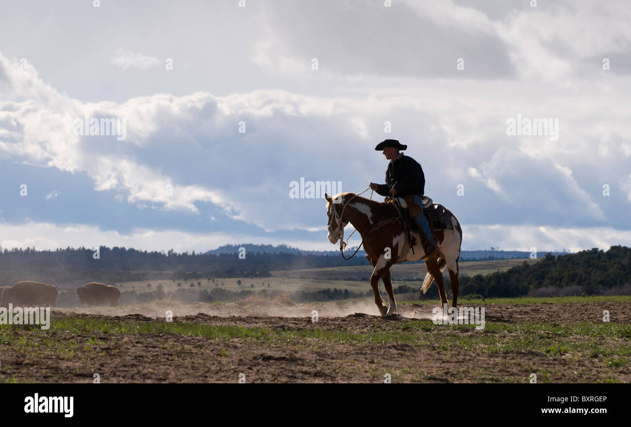 Cowboy riding on horse Stock Photo - Alamy