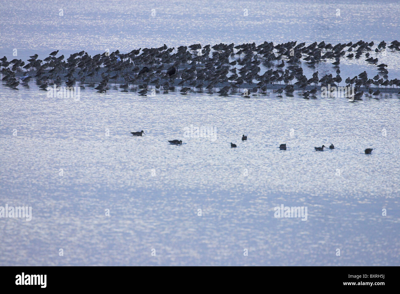 Black-tailed Godwit Limosa limosa birds roosting on shallow lagoon at Brownsea Island, Dorset in October. Stock Photo