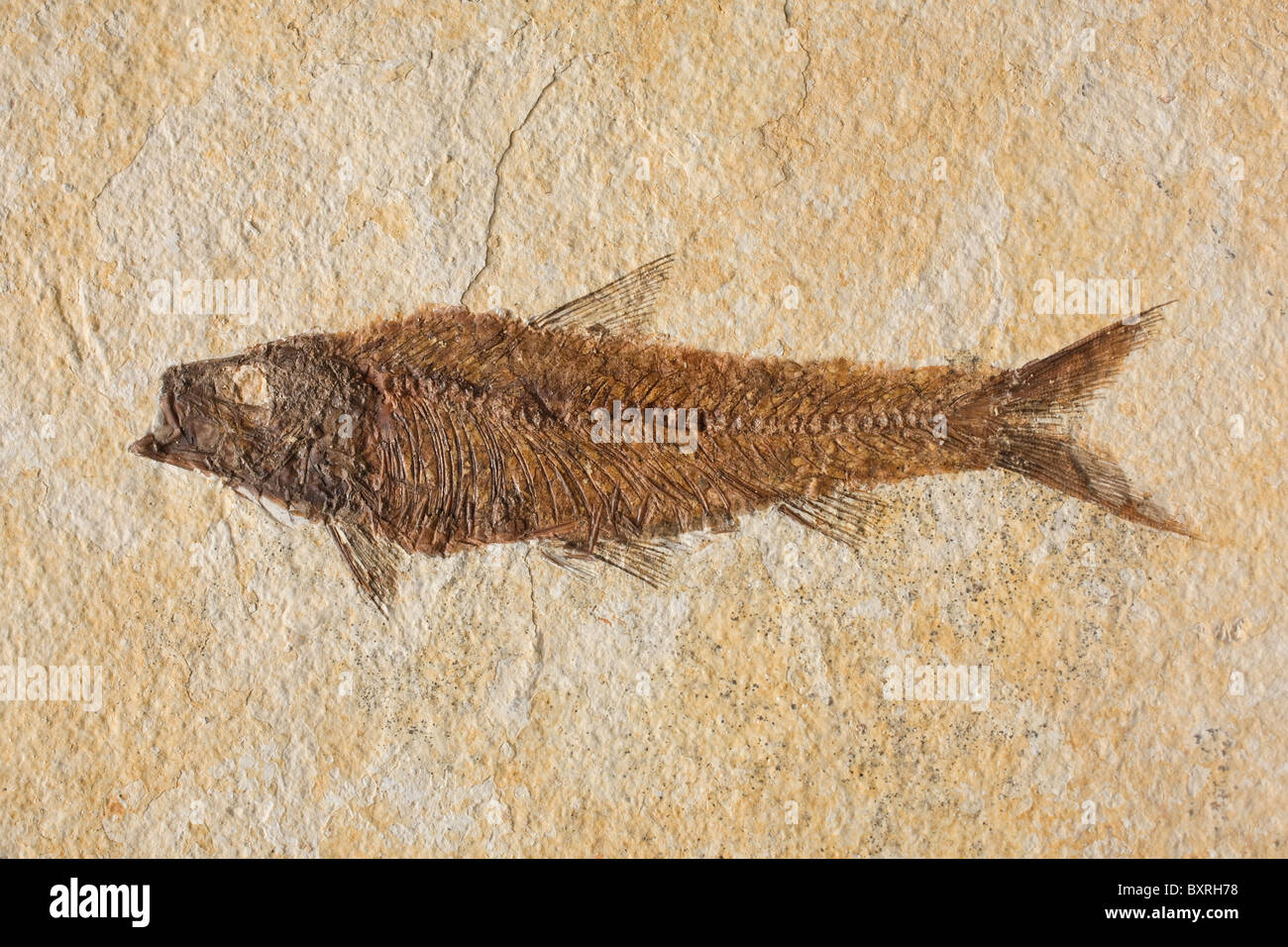 close-up fish fossil with lots of detail Stock Photo