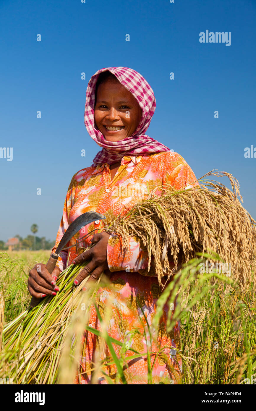 Smiling Khmer female farmer harvesting rice with a sickle - Takeo Province, Cambodia Stock Photo