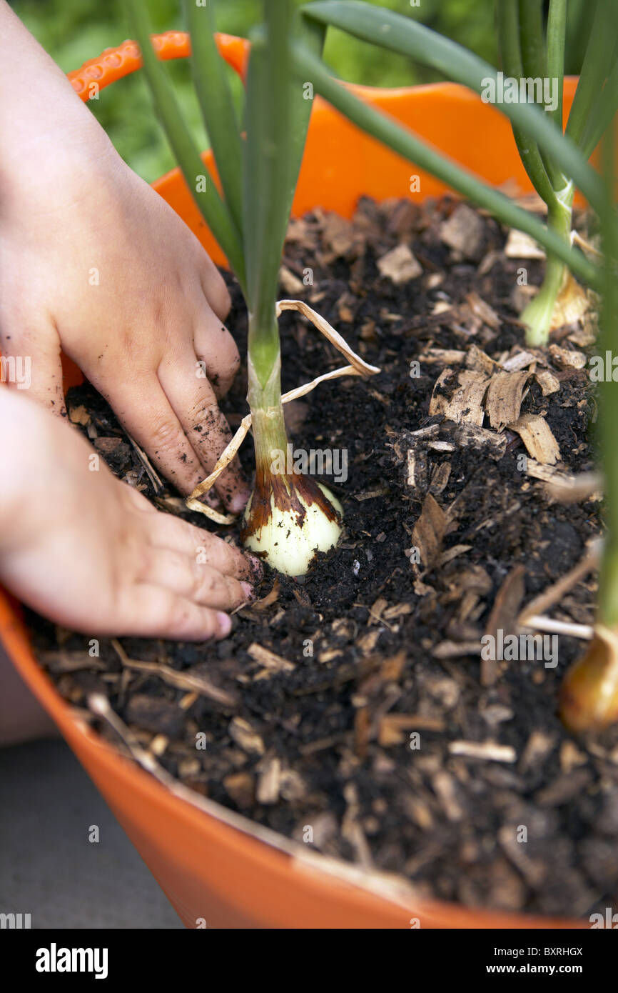 Elementary age girl pulling back soil around swollen onion bulbs Stock