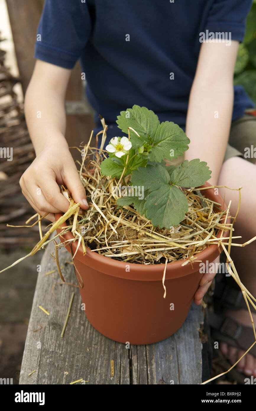 Placing straw under strawberry plant Stock Photo Alamy