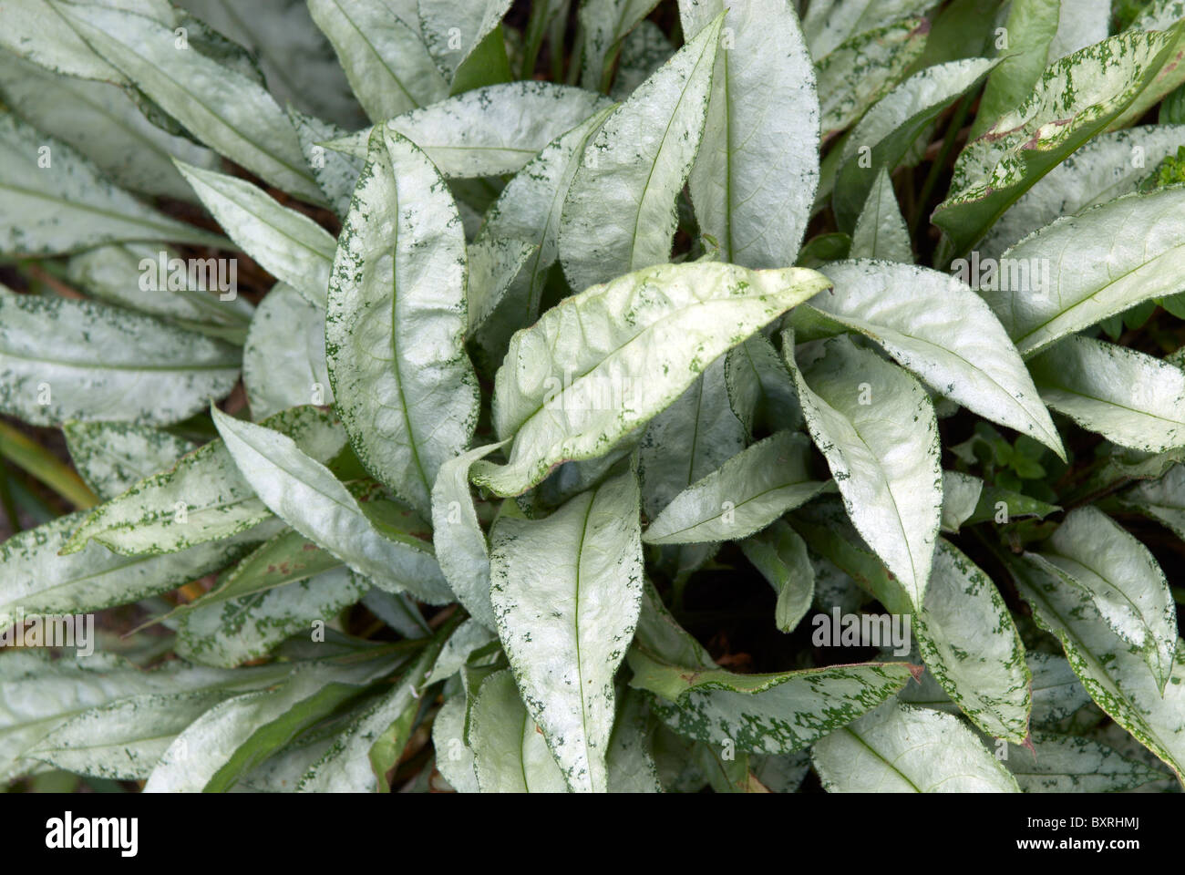 Pulmonaria ‘Diana Clare’ (Lungwort), mottled pale silvery green leaves, close-up Stock Photo
