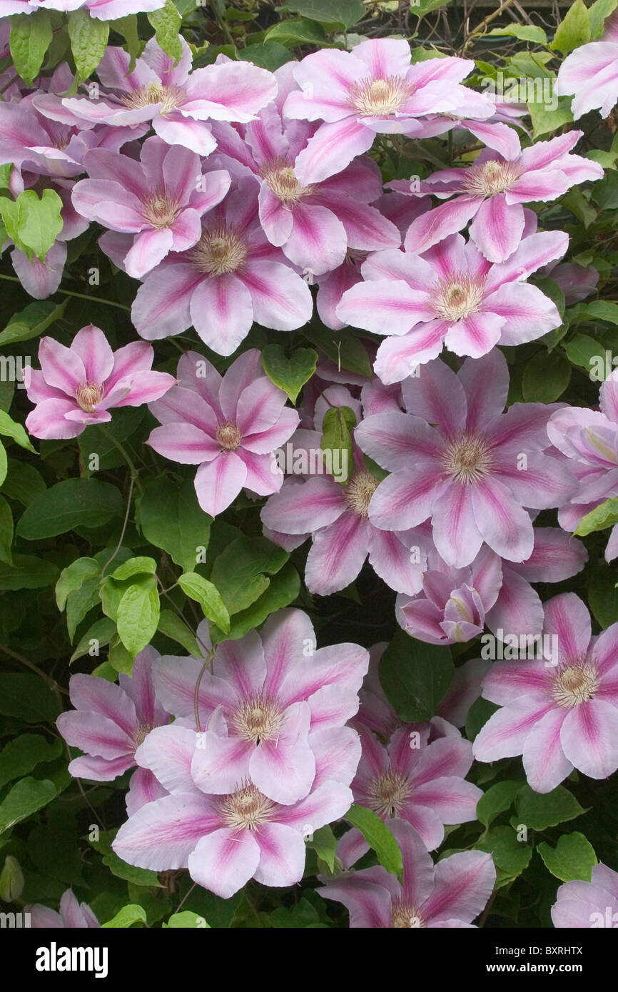 Clematis 'Bee's Jubilee' Pink flowers, closeup Stock Photo Alamy