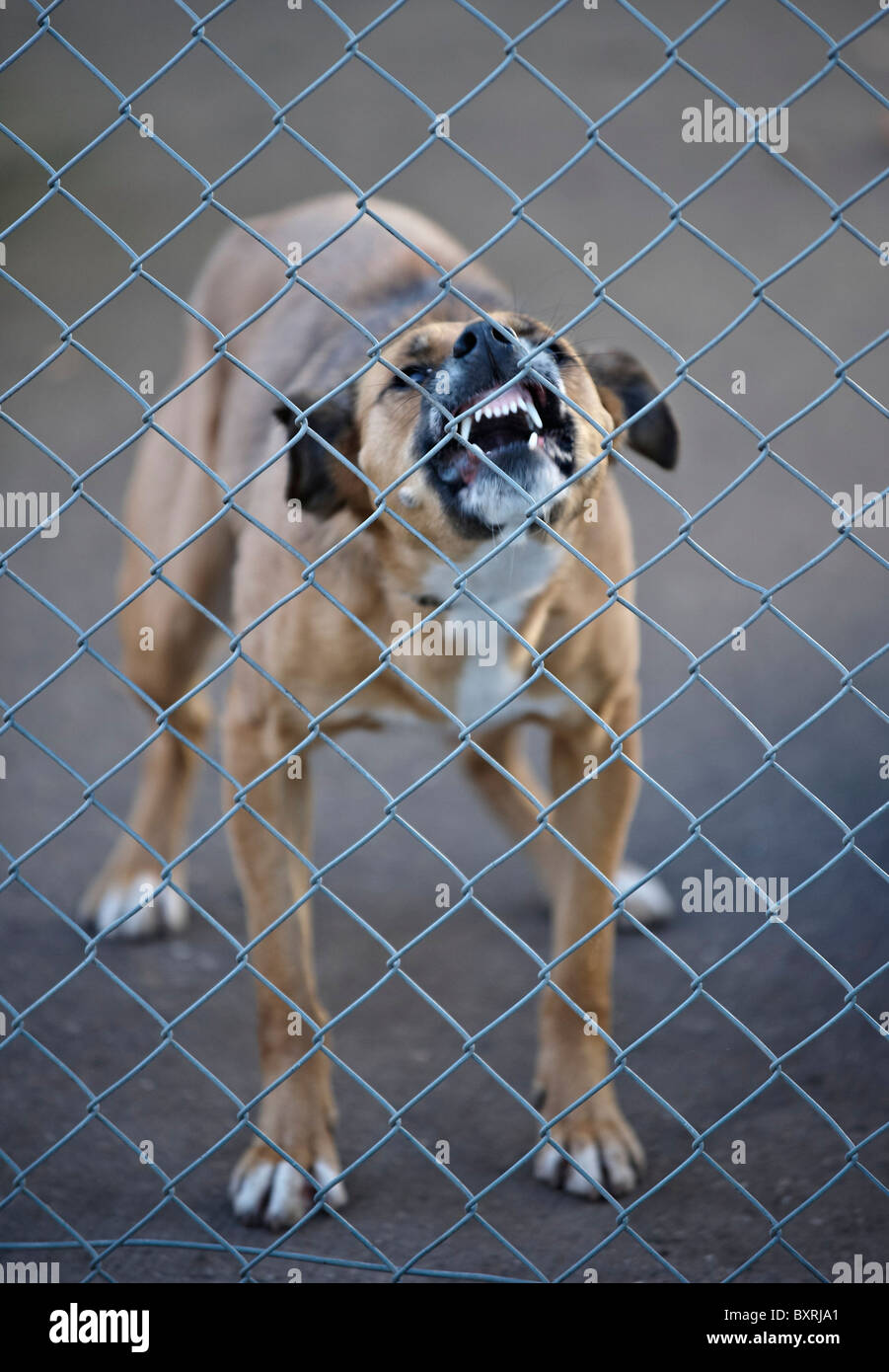 angry dog Stock Photo