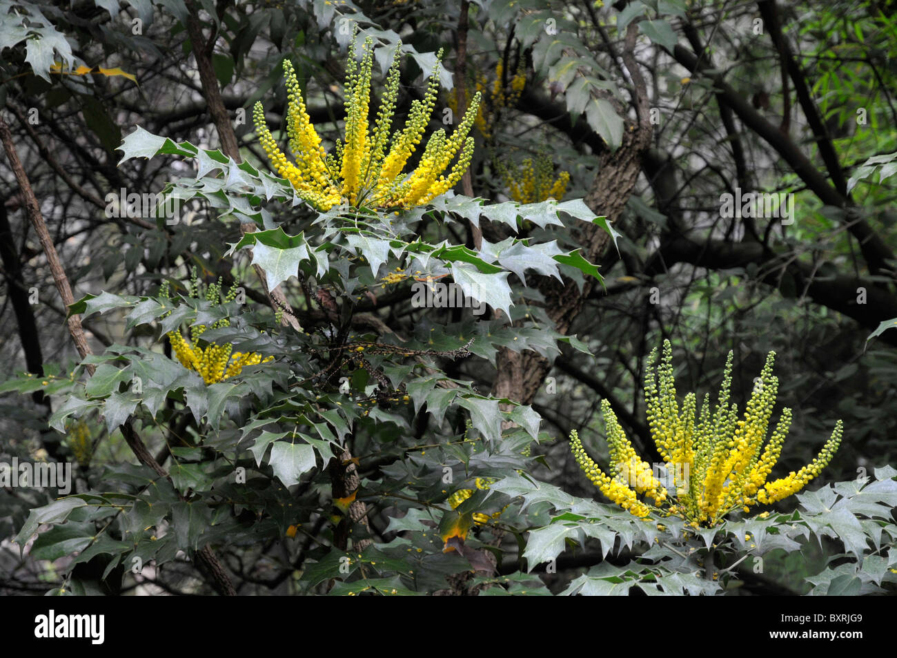 Yellow Mahonia flowers Stock Photo Alamy