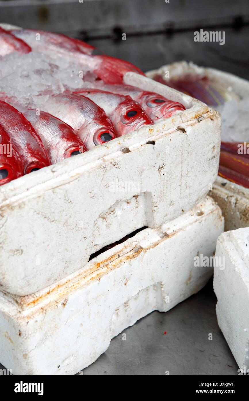 freshly caught fish being packaged into cool polystyrene boxes at the Fish Market on Av de Demetrio Cinatti in Macau Stock Photo