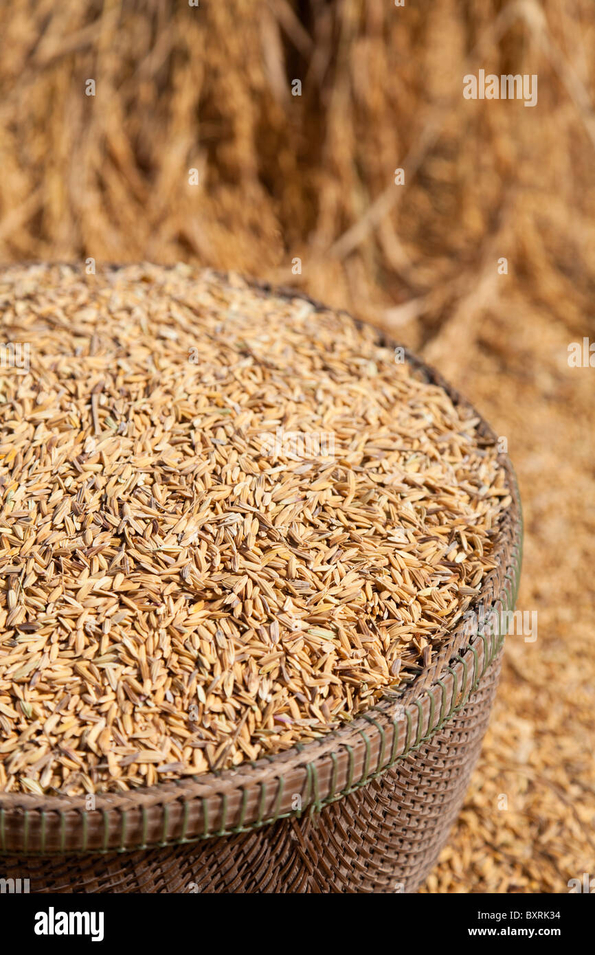 Basket full of harvested rice grains - Takeo Province, Cambodia Stock Photo
