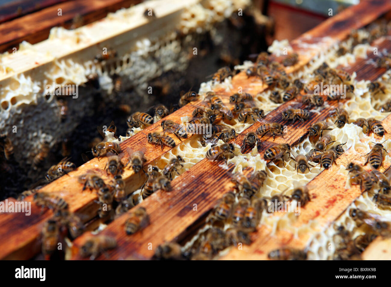 Honey bees in their beehive in an allotment in London, England Stock