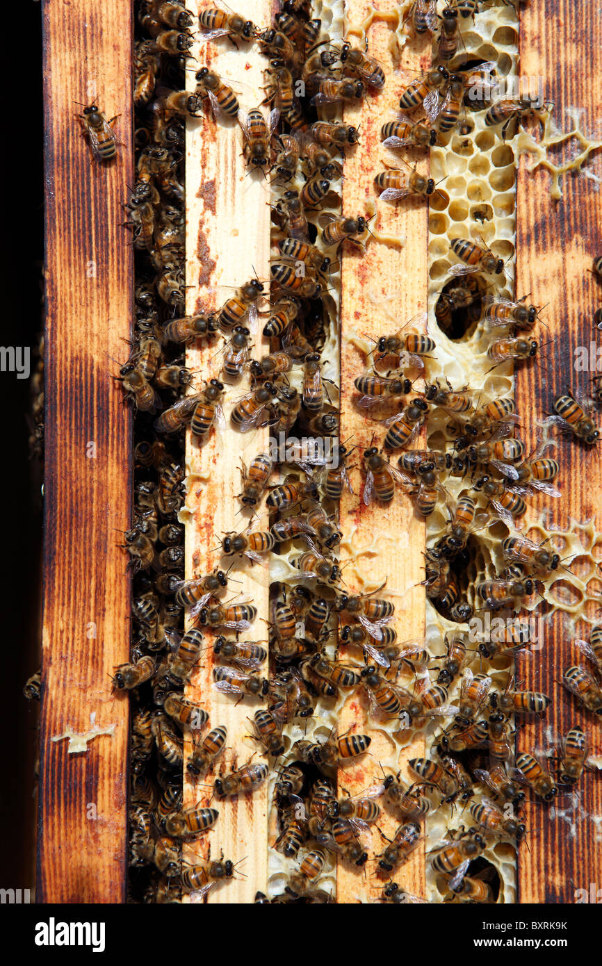Honey bees in their beehive in an allotment in London, England Stock