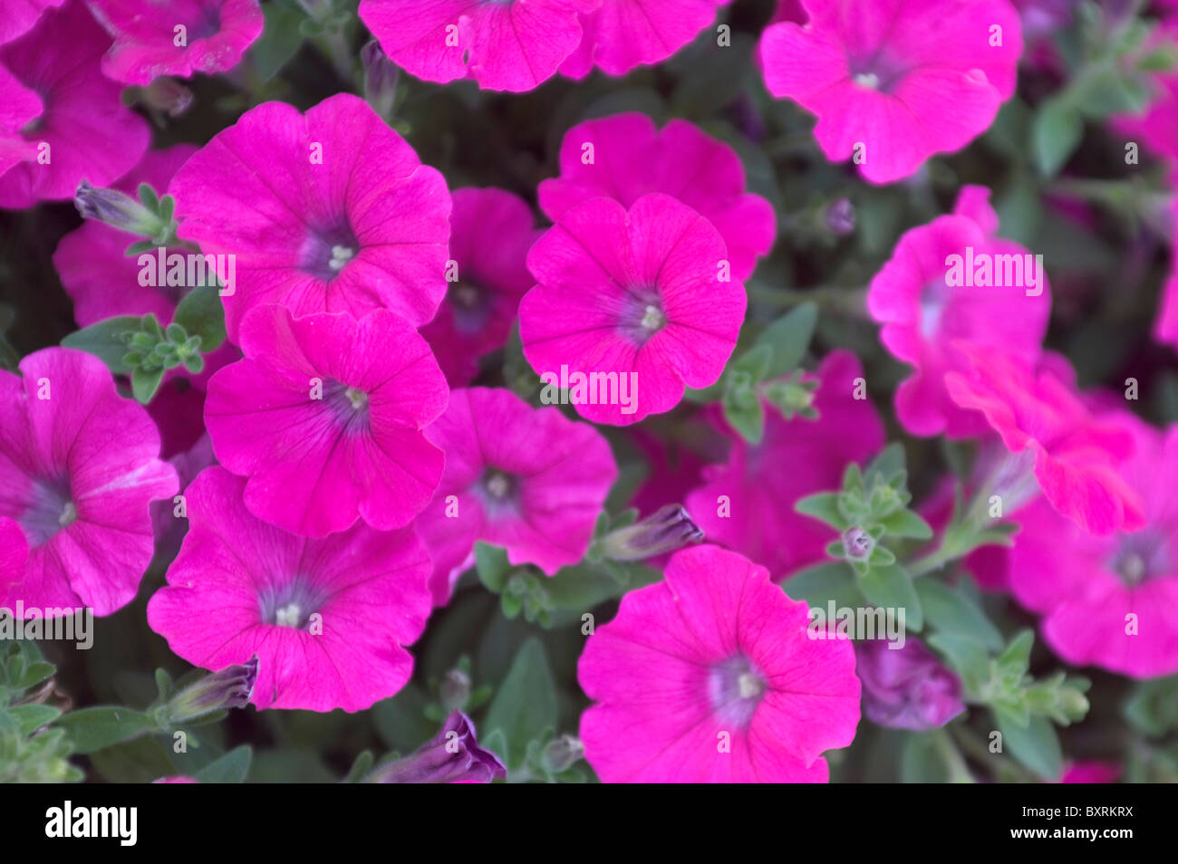 Lithuania, Vilnius, Petunias in bloom Stock Photo Alamy