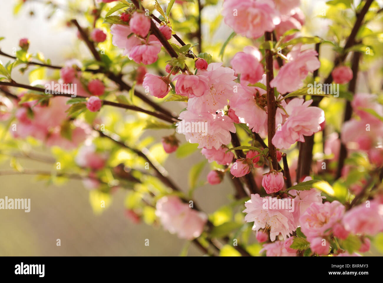 Blooming at spring almond tree (Prunus triloba) Stock Photo