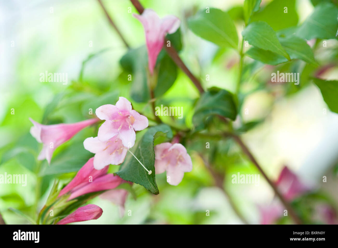 Flower of Weigela Nana Purpurea (Krzewuszka) Stock Photo