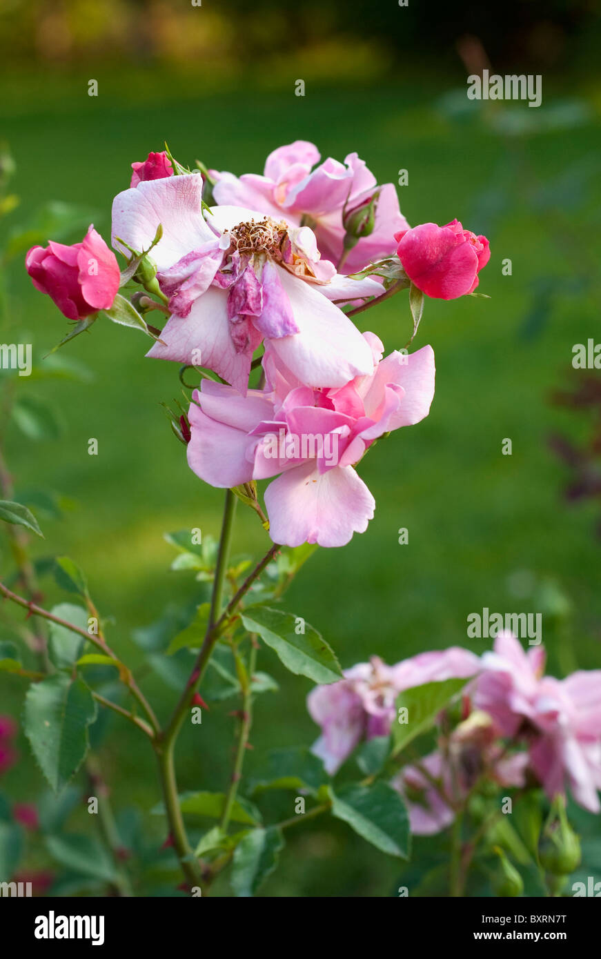 Withered rosy rose in a garden on a green grass background Stock Photo