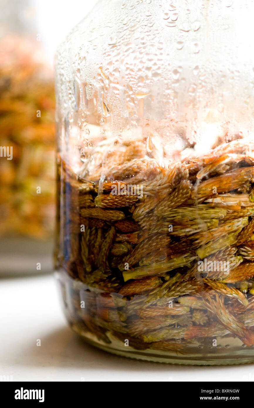 Natural medicine for chill made of pine sprouts Stock Photo