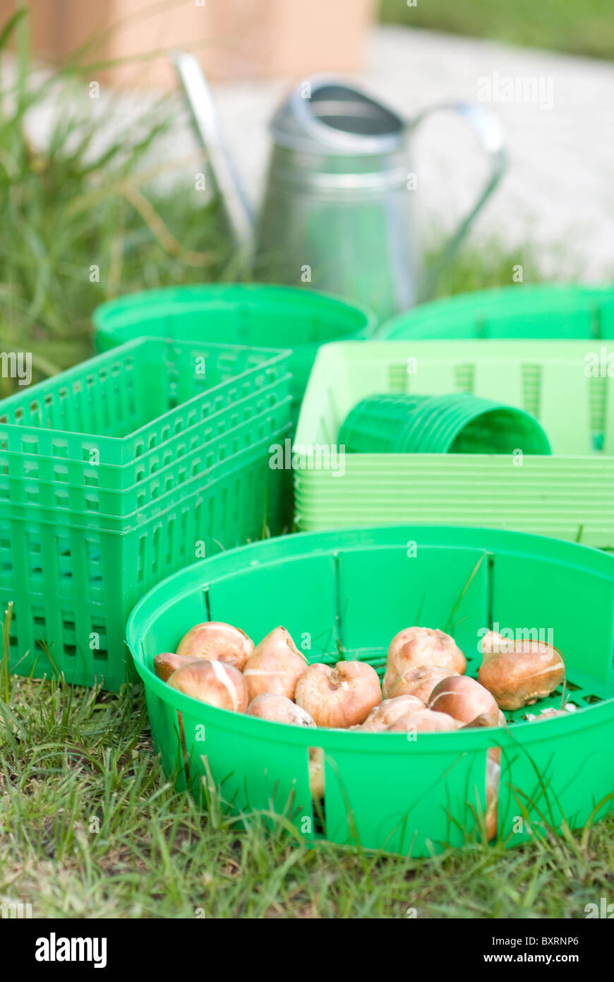 Planting bulbs in green baskets in fall Stock Photo Alamy