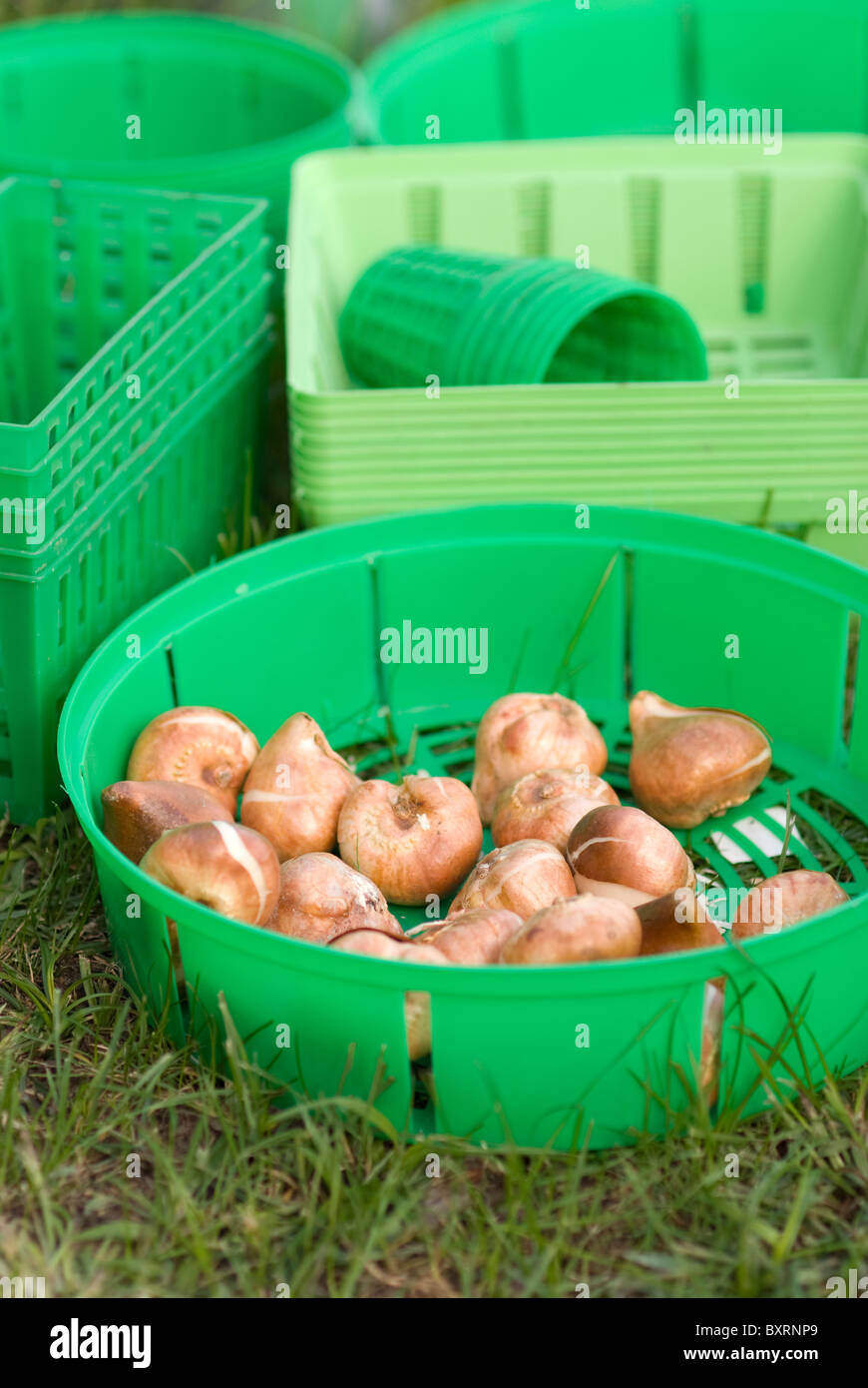 Planting bulbs in green baskets in fall Stock Photo Alamy