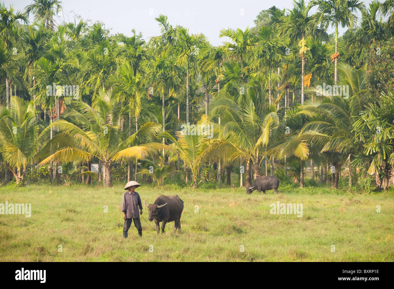 Thailand, farmer and buffalo near Khlong Yai Stock Photo