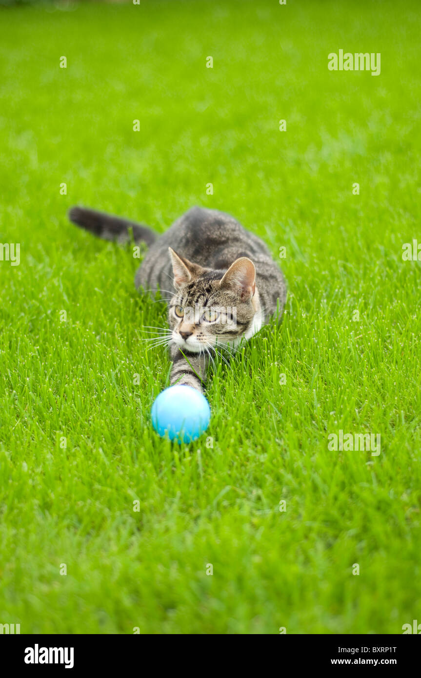 Cat Playing With Ball High Resolution Stock Photography and Images Alamy