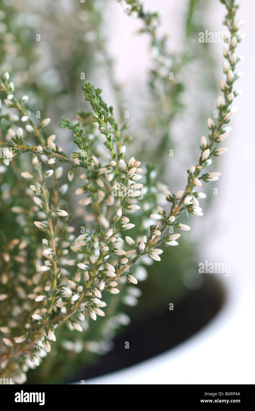 White blooming heather at fall Stock Photo Alamy