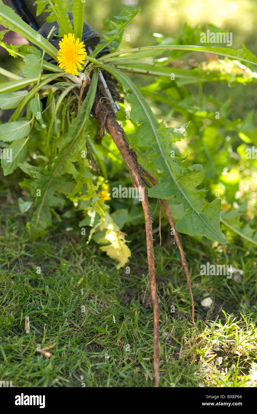 Common dandelion being weed with tool Stock Photo