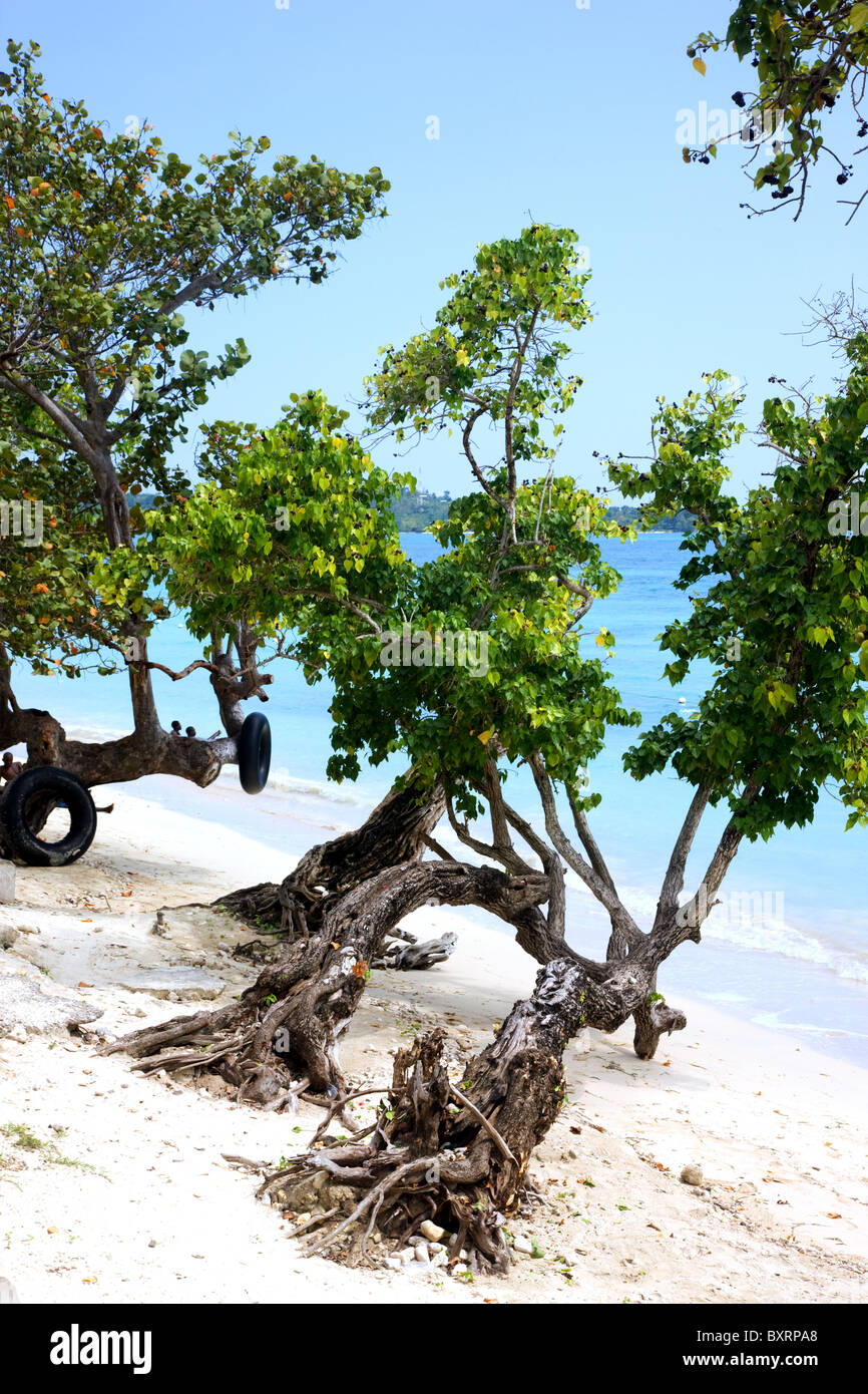 Jamaica, Bluefields Bay, Sea-grape trees on beach Stock Photo