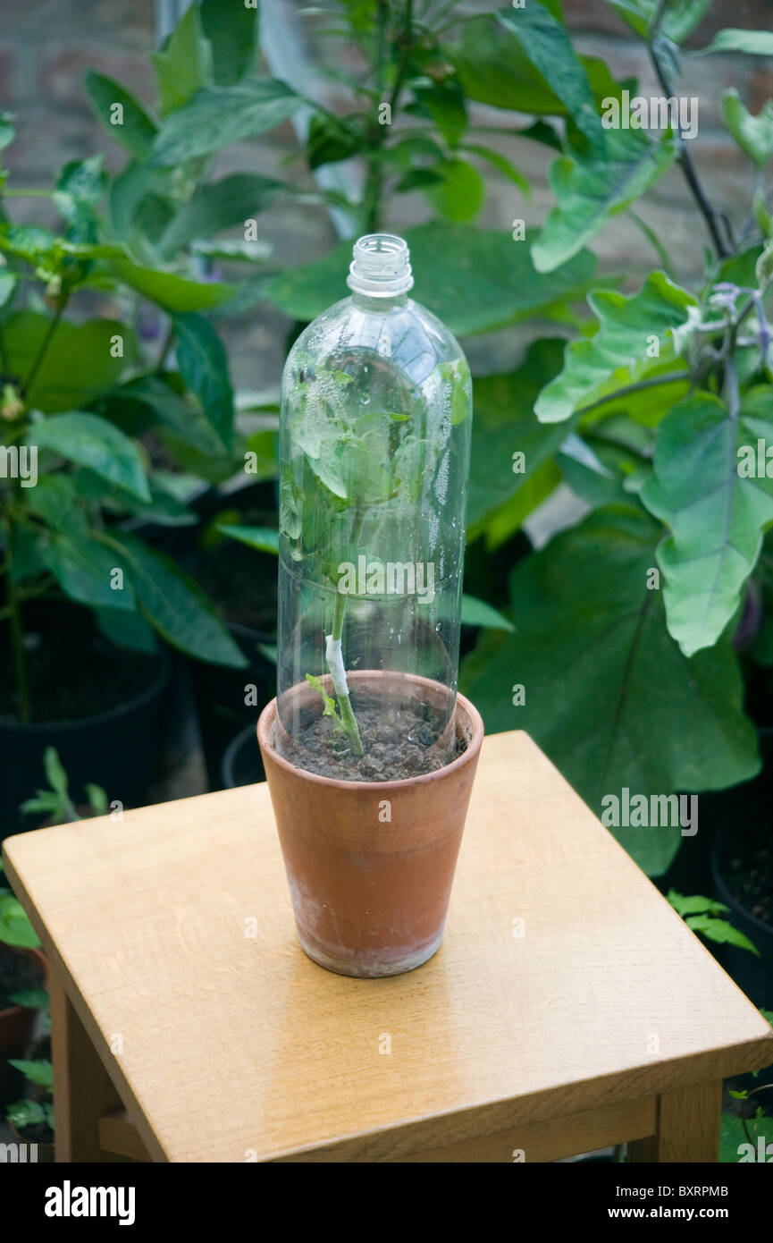 Tomato Plant Seedling Covered With Plastic Bottle Stock Photo Alamy