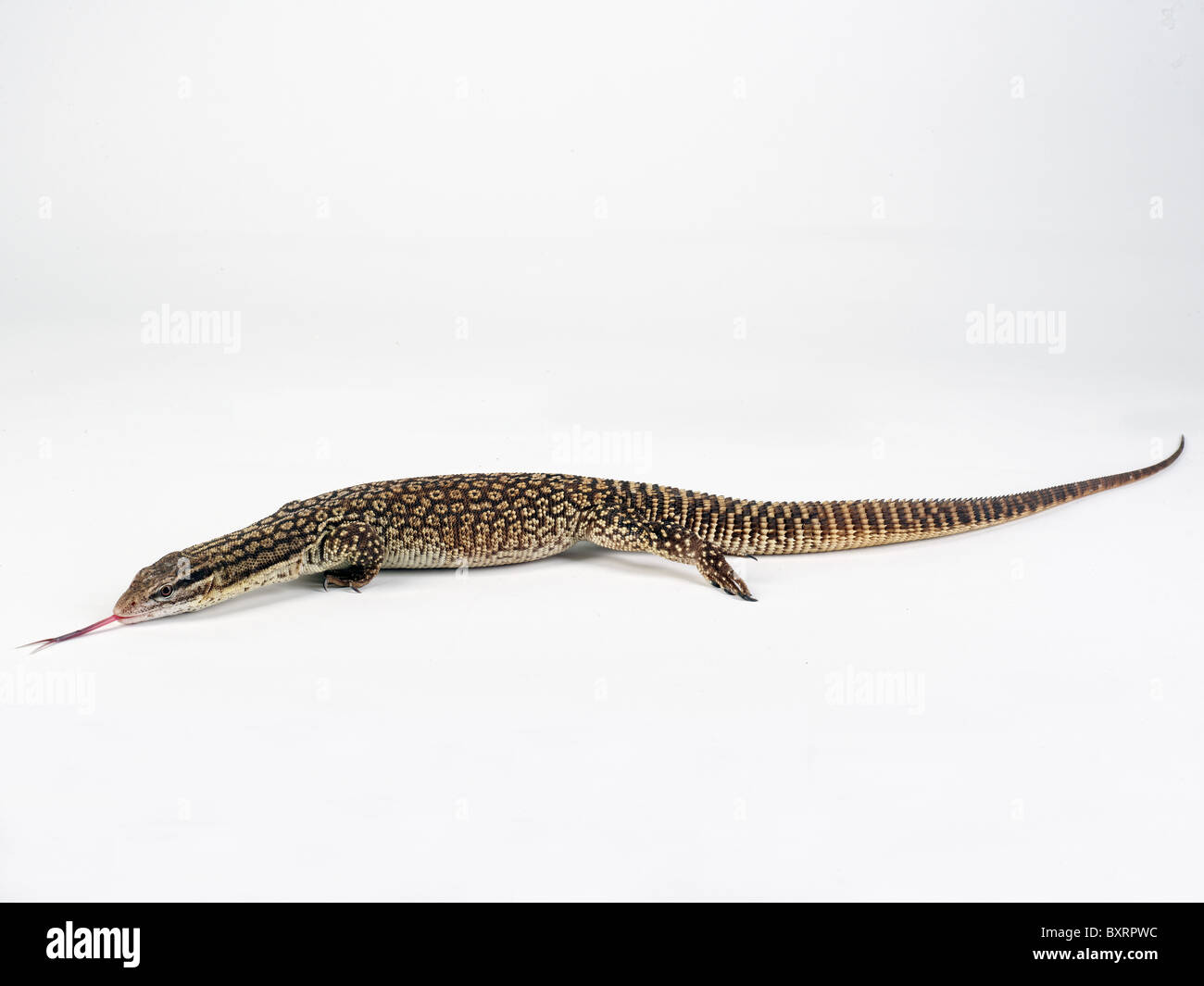 Spiny tailed monitor lizard (Varanus acanthurus) Stock Photo