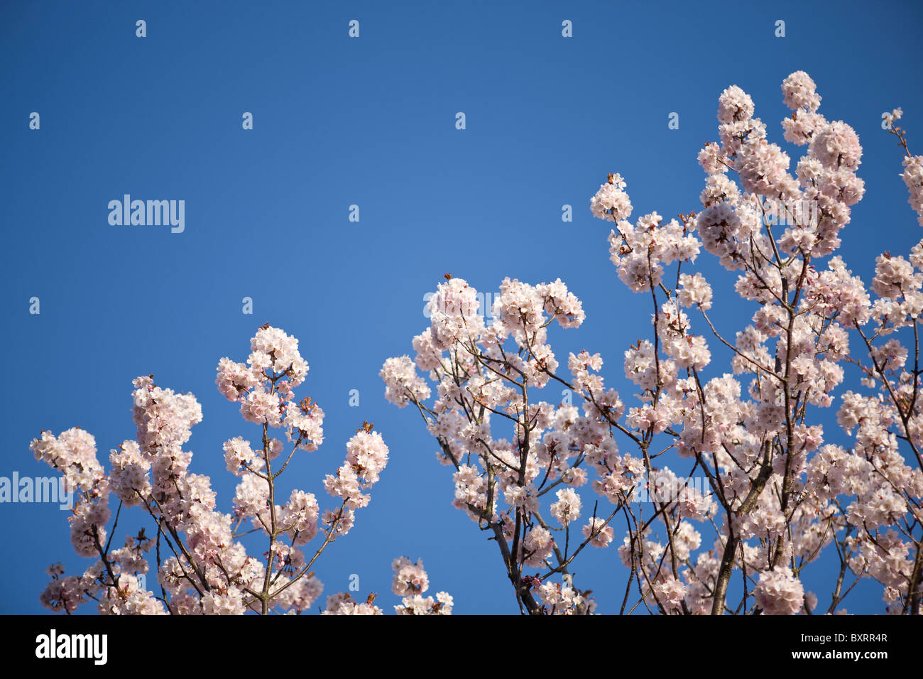 Branches of pink cherry blossom against blue sky Stock Photo - Alamy