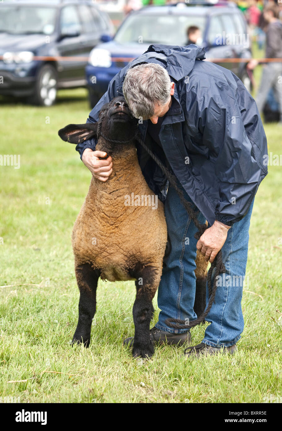A farmer with his Suffolk Sheep at an agricultural show in Dalry, North Ayrshire, Scotland, UK Stock Photo