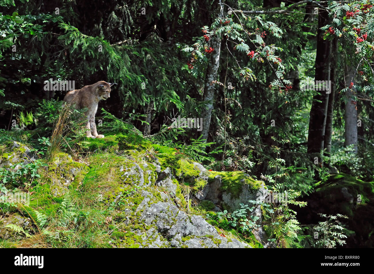 Eurasian lynx, Bavarian Forest National Park, Bavaria, Germany, Europe Stock Photo