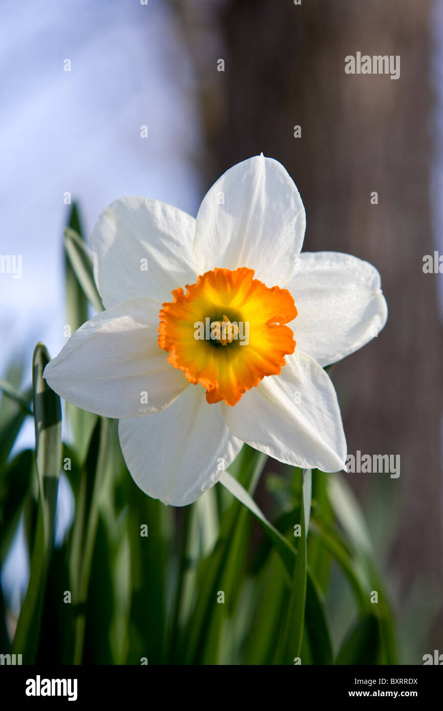 White daffodils with orange center hi-res stock photography and images