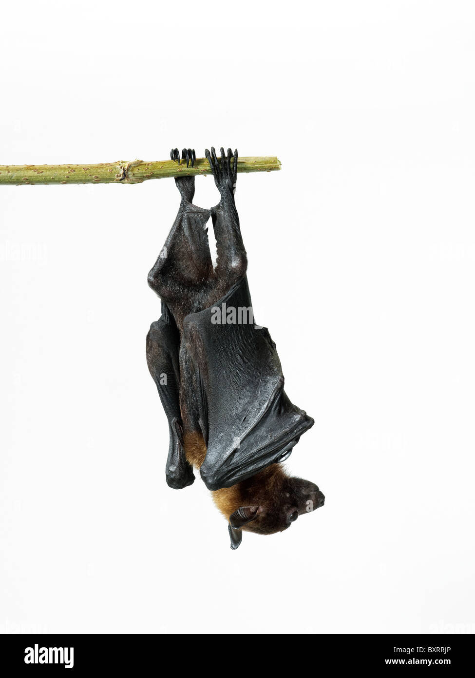Lyle’s fruit bat - Pteropus lylei Stock Photo