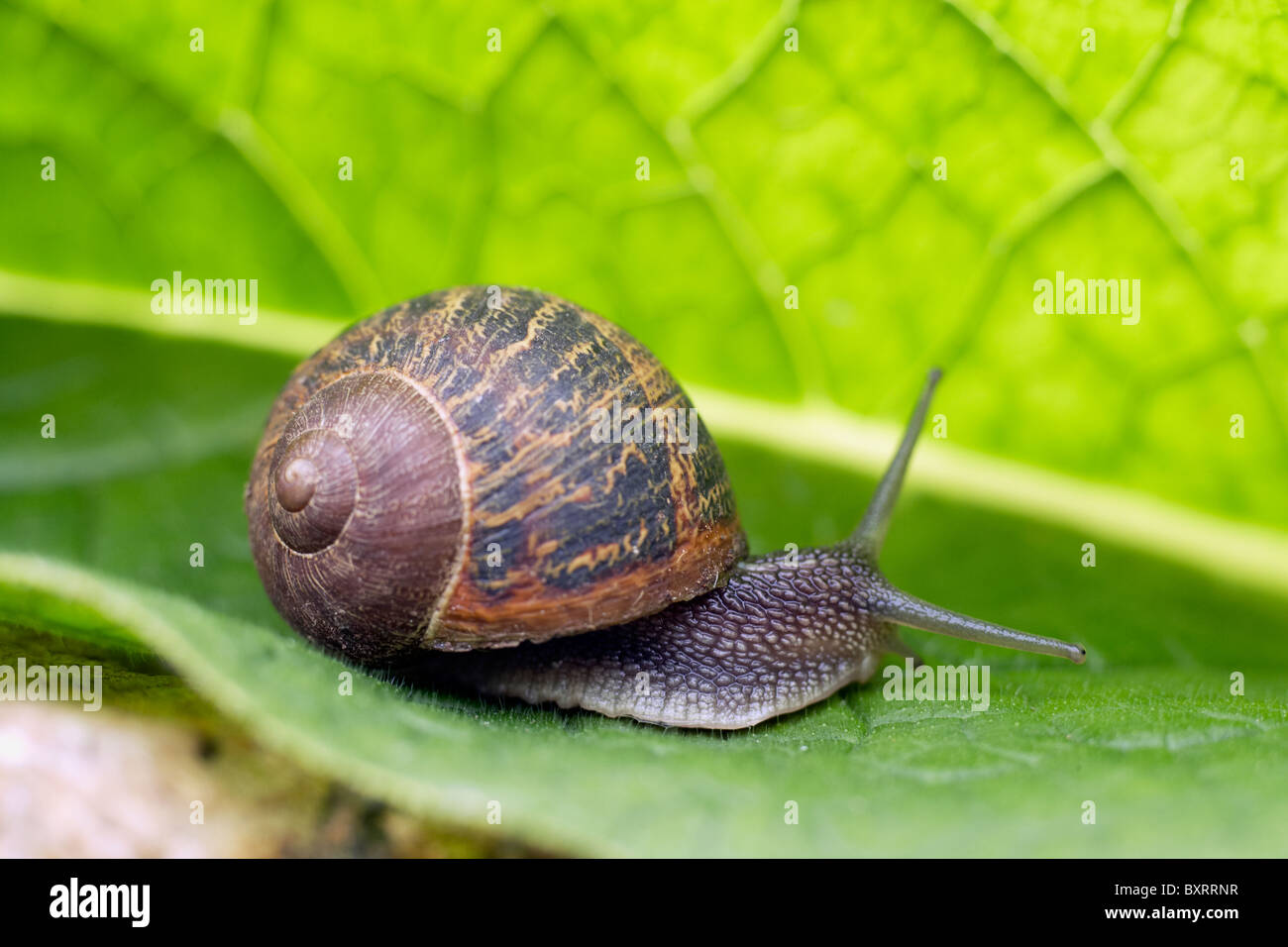 Garden snail on green leaf Stock Photo