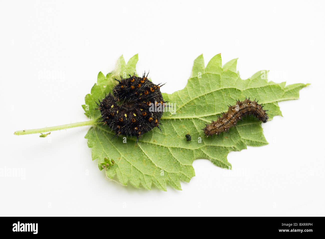 Caterpillars on leaf Stock Photo