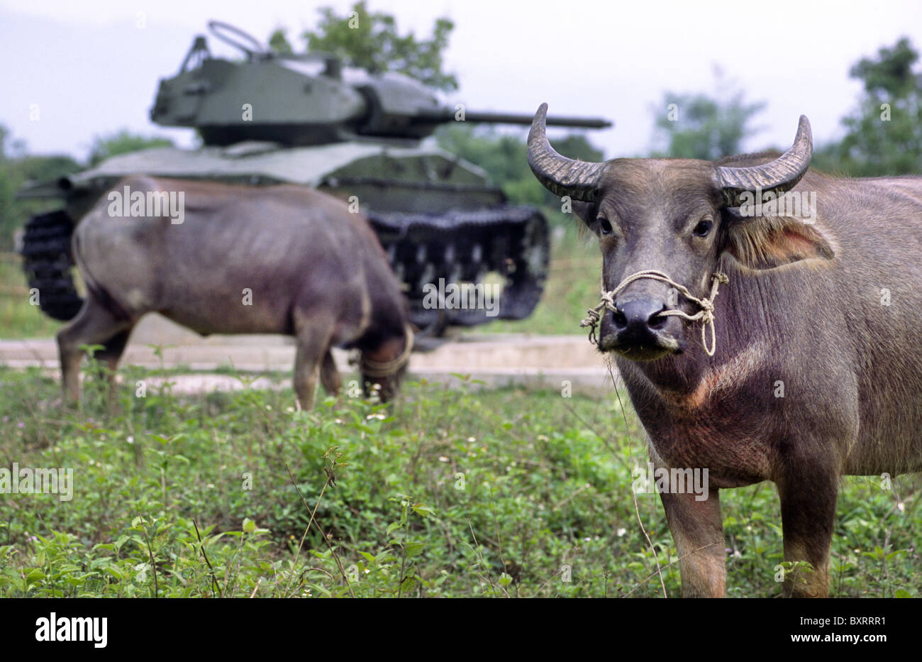 Water buffaloes grazing in front of an old French tank at Dien Bien Phu battle field. Vietnam. Stock Photo