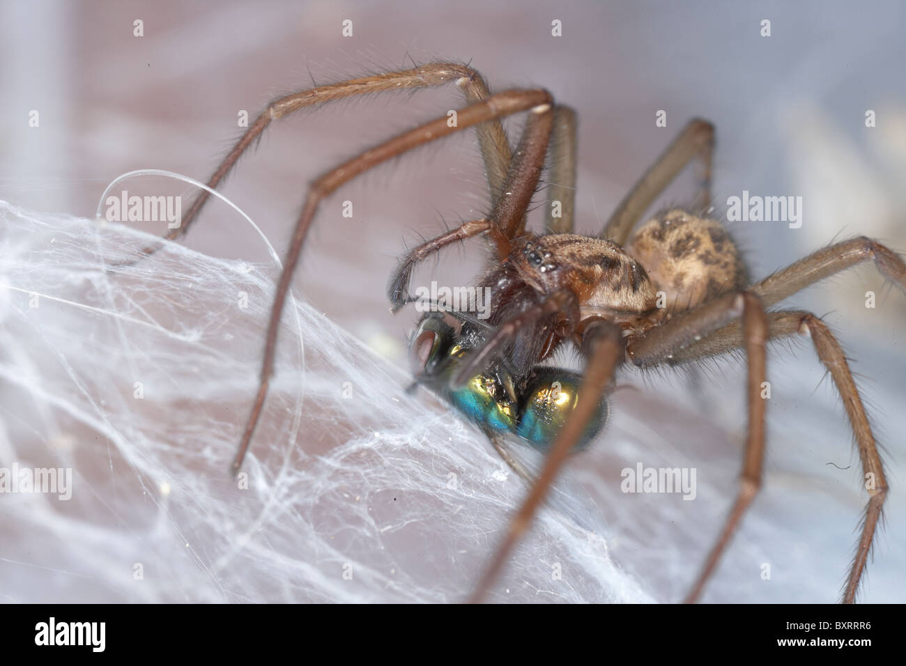 House spider (Tegenaria sp.) hunting bluebottle Stock Photo