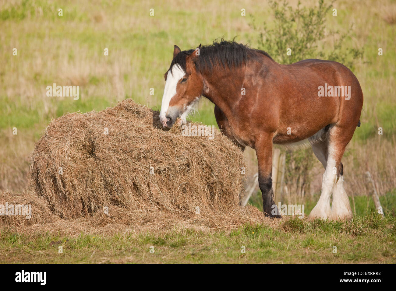 Horse eating hay hires stock photography and images Alamy