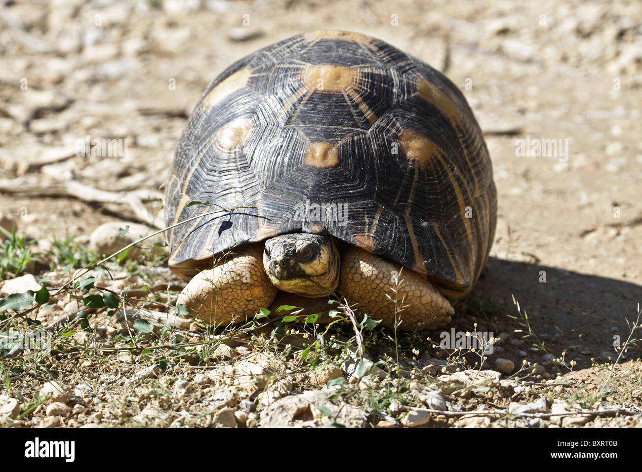 Radiated Tortoise, Astrochelys radiata, a critically endangered species ...