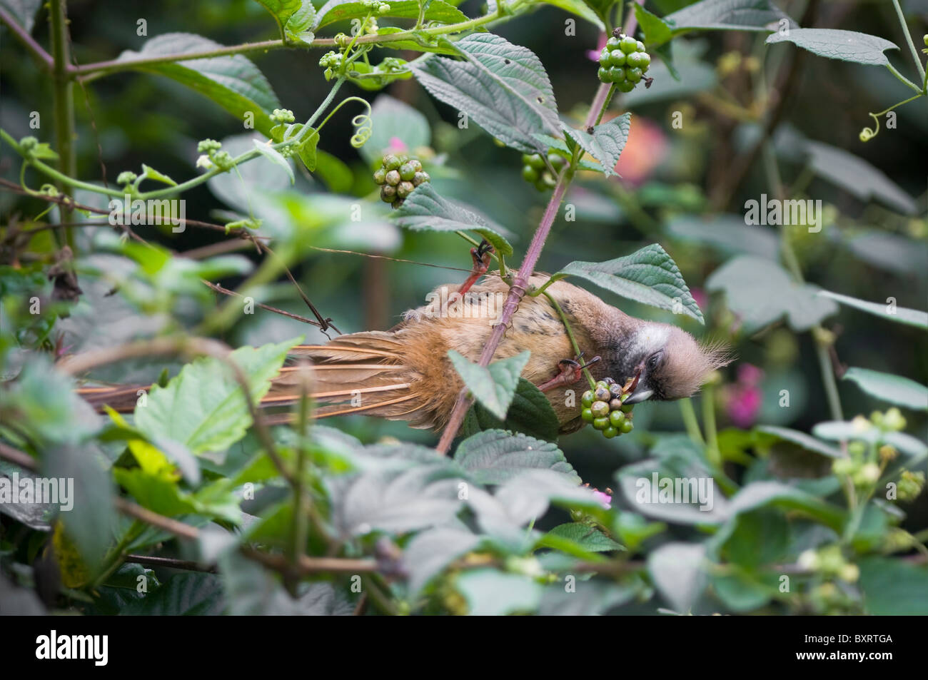 Speckled Mousebird (Colius striatus) eating berries in bush - Nyeri,Kenya, Eastern Africa Stock Photo