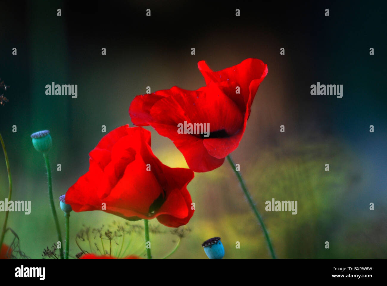 Red poppies in garden whit greenish background Stock Photo