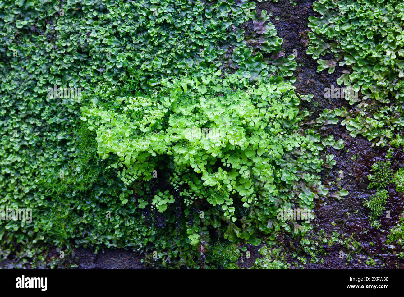 Black maidenhair fern, Adiantum capillus-veneris Stock Photo