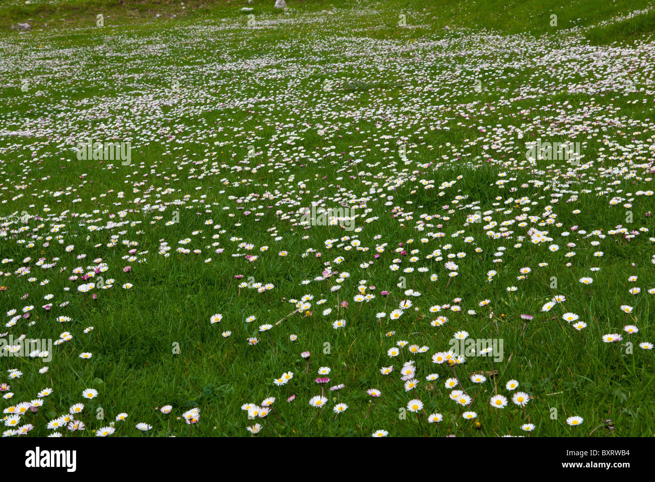 Bellis perennis, daisy Stock Photo