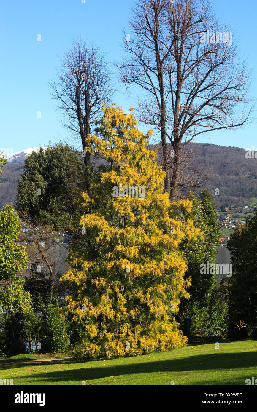 Garden with Chamaecyparis pisifera 'Aurea' and Sawara cypress, Isola Madre, Borromean Islands, Lago Maggiore, Piedmont, Italy Stock Photo