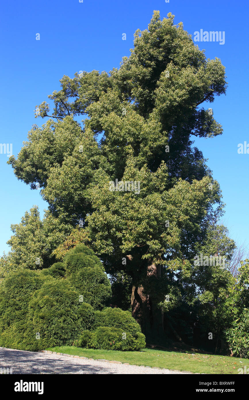 Cinnamomum camphora, Camphor tree, Isola Madre, Borromean Islands, Lago Maggiore, Piedmont, Italy Stock Photo